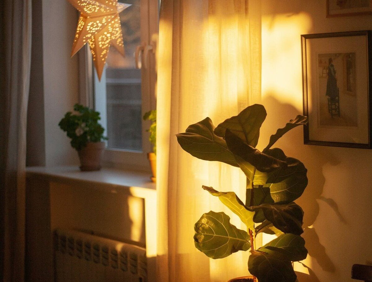 Natural warm lighting from the sun