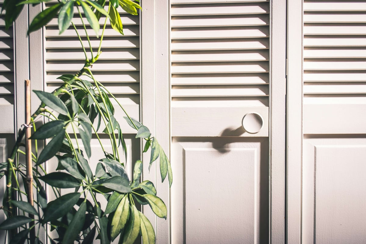 Apartment door in white paint color and a plant